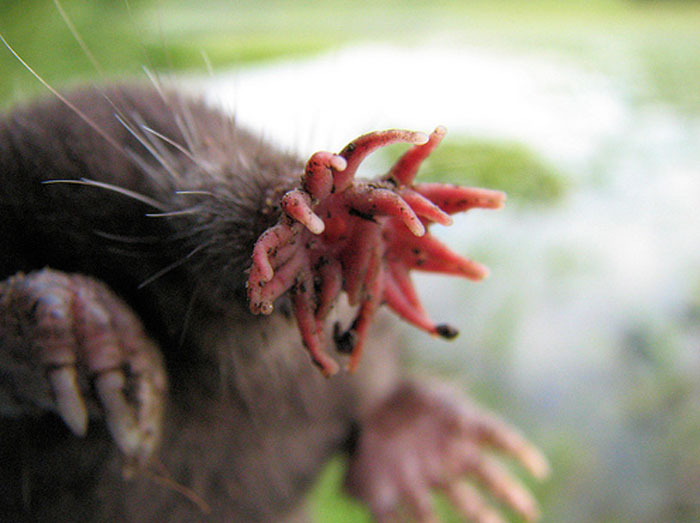 Close-up of a cool-looking animal’s claw with pink tentacle-like fingers, showcasing mind-blowing natural features.