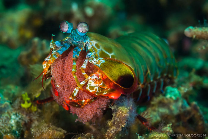 Colorful mantis shrimp underwater showcasing vibrant colors among cool-looking animals in a mind-blowing natural scene.