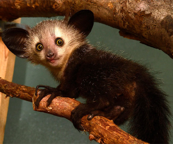 A cool-looking aye-aye with large ears and wide eyes clinging to a branch, one of the most mind-blowing animals.