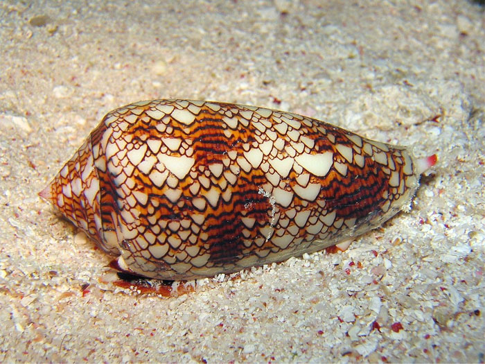 Sea cone shell with intricate patterns on sandy ocean floor, showcasing one of the most mind-blowing cool-looking animals.