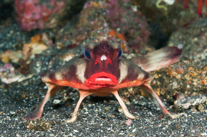 Unique cool-looking fish with bright red lips and extended fins on ocean floor, showcasing mind-blowing animal features