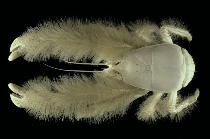 Close-up of a cool-looking hairy crustacean with large claws, showcasing unique features of mind-blowing animals.