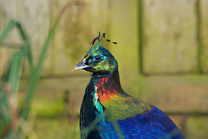 Colorful cool-looking animal with vibrant blue, green, and red feathers, showcasing a mind-blowing natural beauty.