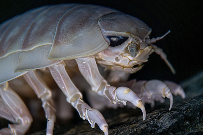 Close-up of a cool-looking isopod crustacean with detailed claws and body, showcasing a mind-blowing animal feature.