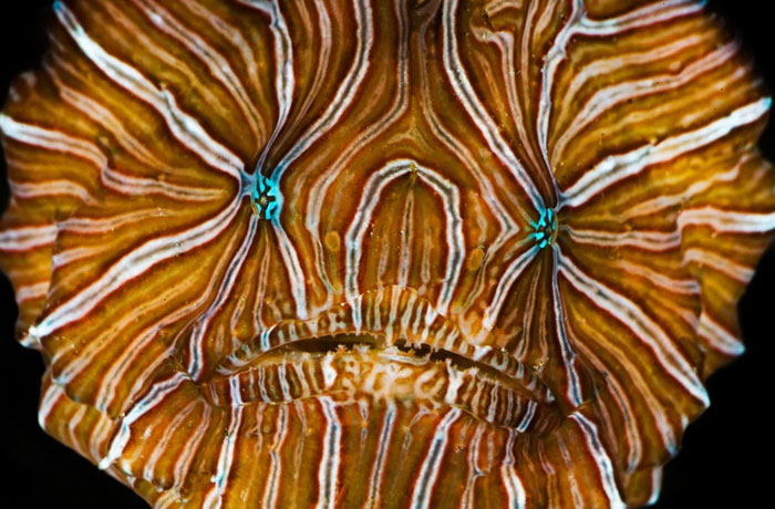 Close-up of a cool-looking fish with vibrant striped patterns, showcasing one of the most mind-blowing animals.