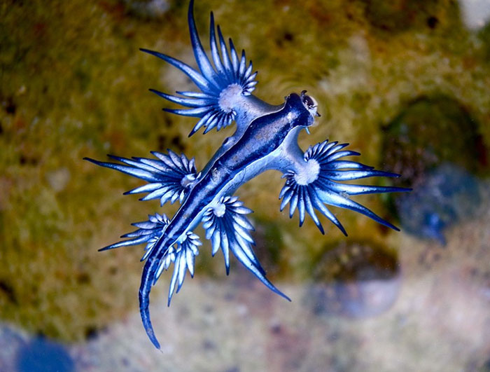 Blue sea slug with striking patterns swimming underwater among rocks, showcasing cool-looking animals and marine beauty.