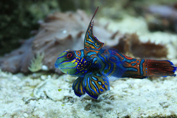 Colorful mandarin fish displaying vibrant patterns on coral reef, one of the most mind-blowing cool-looking animals.