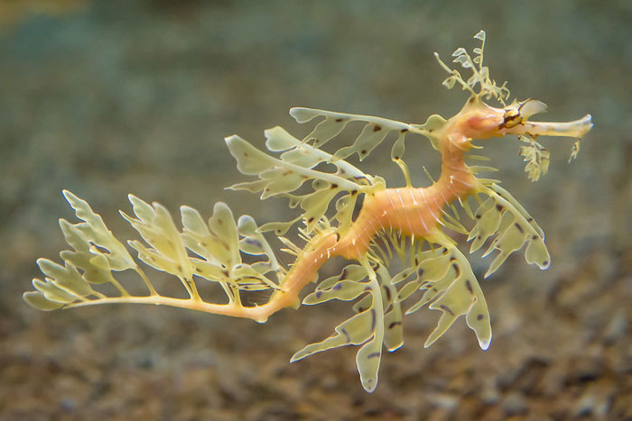 Leafy sea dragon, one of the cool-looking animals with unique camouflaging features in a natural underwater habitat.