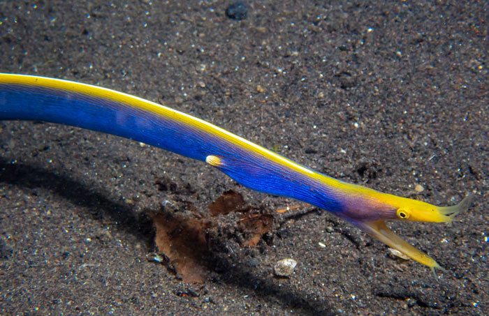 Colorful ribbon eel swimming over the sandy ocean floor, showcasing one of the most mind-blowing cool-looking animals.