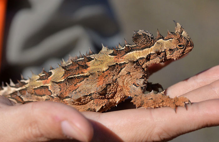 Horned lizard with spiky scales resting on a person's hand, showcasing one of the most mind-blowing cool-looking animals.