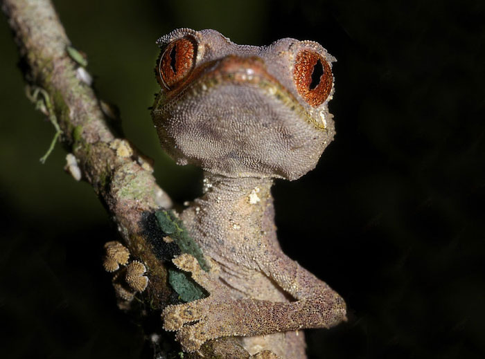 Close-up of a cool-looking gecko with textured skin and large orange eyes on a branch, showcasing mind-blowing animals.