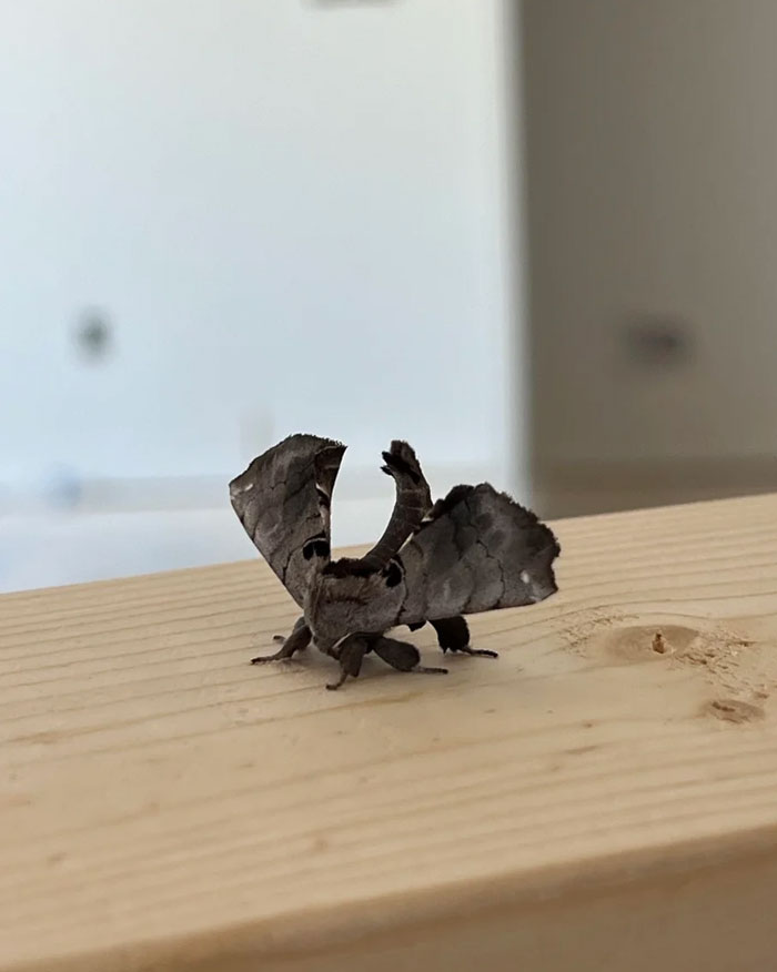 Unusual fascinating insect with textured wings resting on a wooden surface, showcasing unique natural patterns and form.