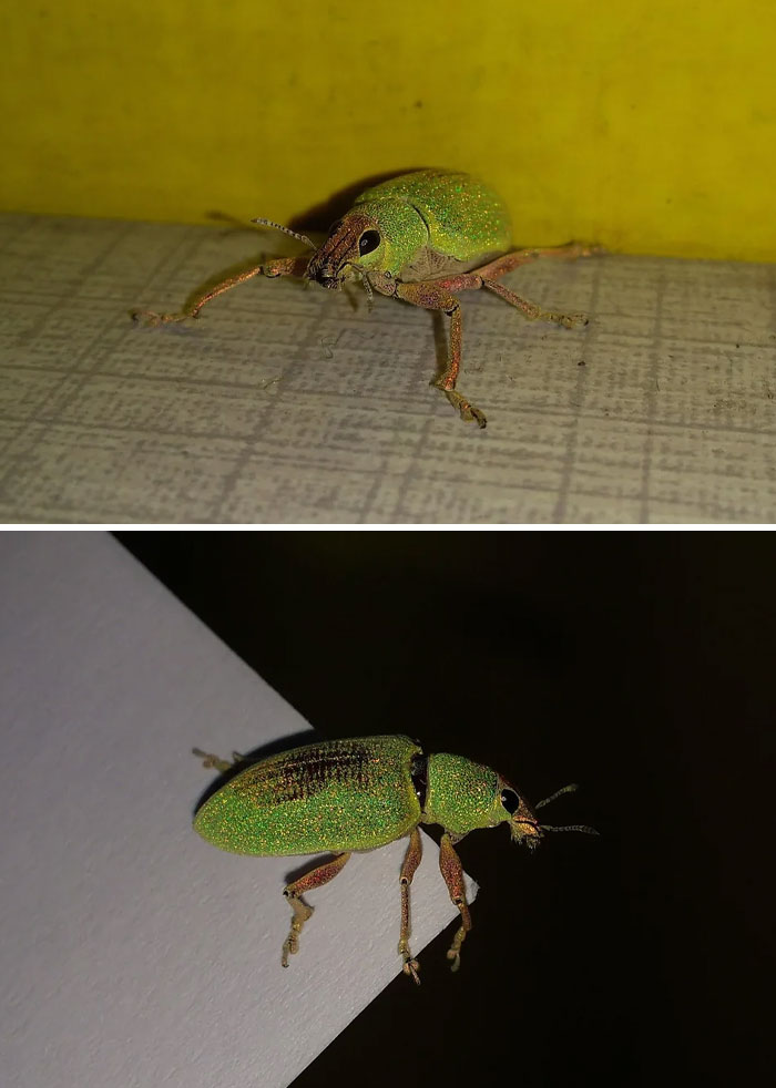 Close-up photos of a green beetle showcasing fascinating insects with iridescent bodies and detailed features.