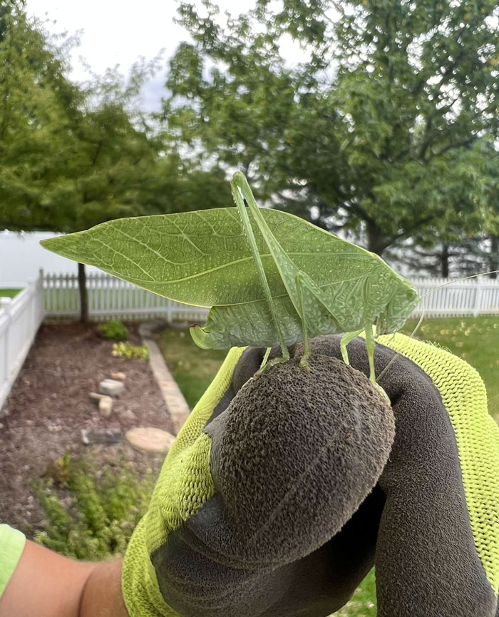Green katydid insect with leaf-like wings resting on a glove in a garden showcasing fascinating insects.