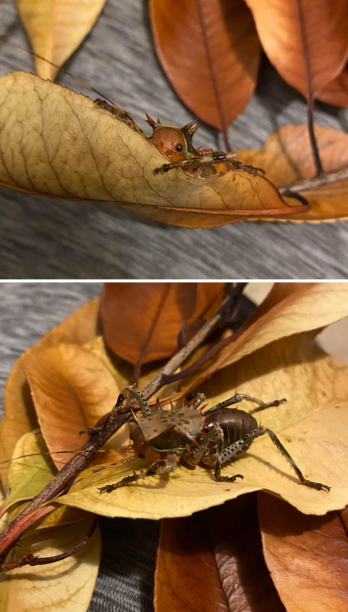 Close-up of a fascinating insect with spiked body and long legs resting on dry autumn leaves in natural light.