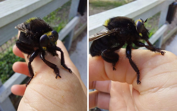 Close-up of a fascinating insect resting on a person's hand, showcasing detailed features and texture of the insect's body.