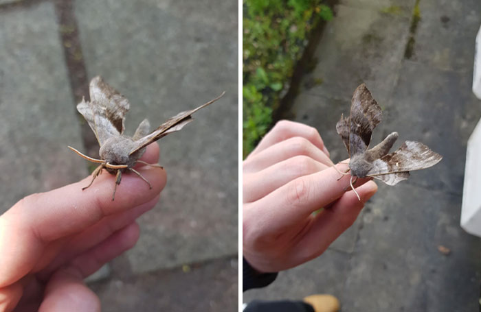 Close-up of a fascinating insect perched on a person's finger, showcasing unique wings and delicate body details.