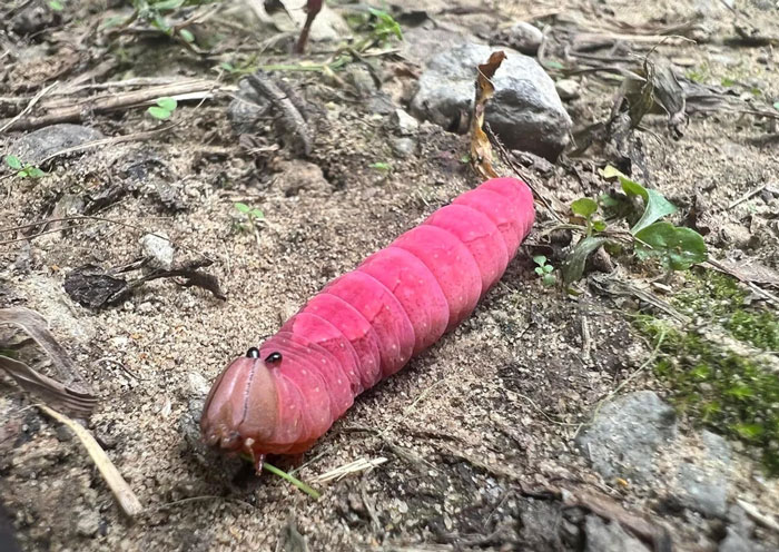 Bright pink caterpillar insect on forest floor, showcasing fascinating insects that deserve more appreciation and less fear.