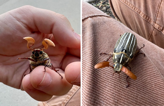 Two close-up images of fascinating insects with unique antennae held in a hand and resting on fabric showcasing insect appreciation.