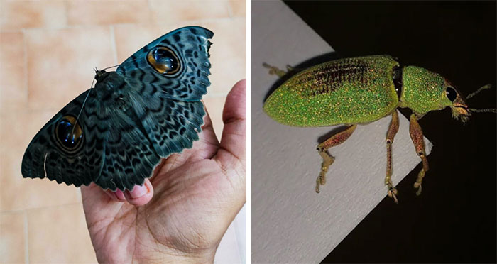 These 50 Bugs Might Be The Most Beautiful Ones You Have Ever Seen