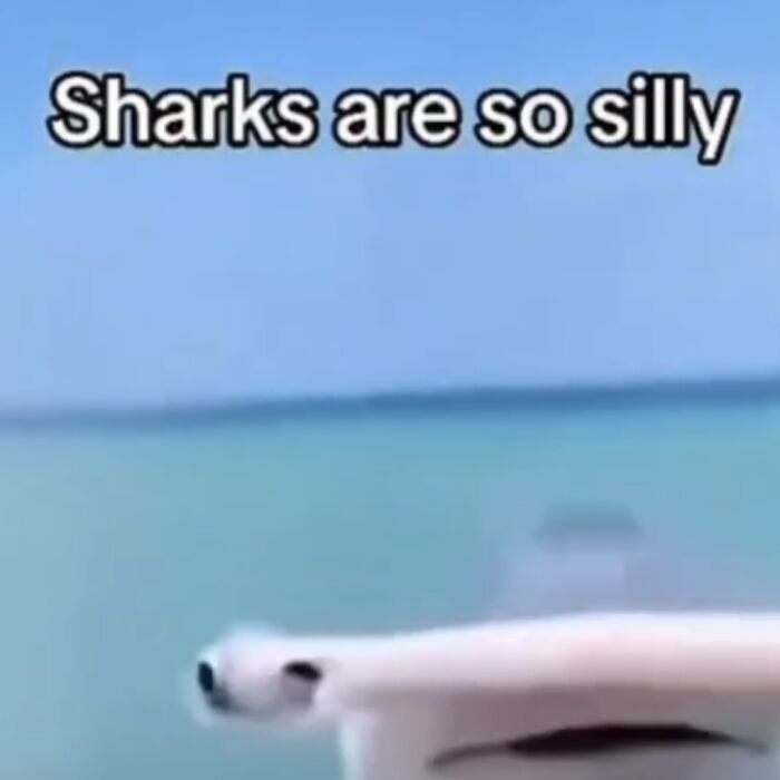 Hey Pandas, Share Your Favorite Meme