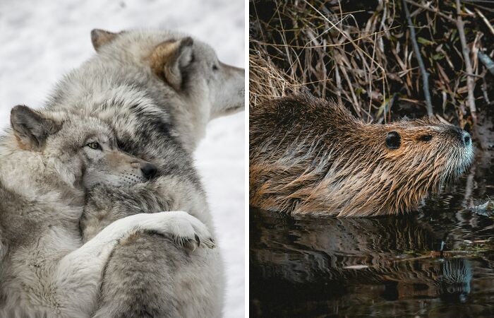 From Wild To Mild: 10 Untamed Animals With Pet-Like Behaviors