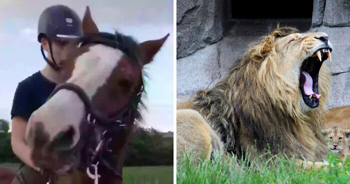 After Outrage, Woman Explains Why She Donated Her Daughter’s Pony To Zoo To Be Eaten By Lions