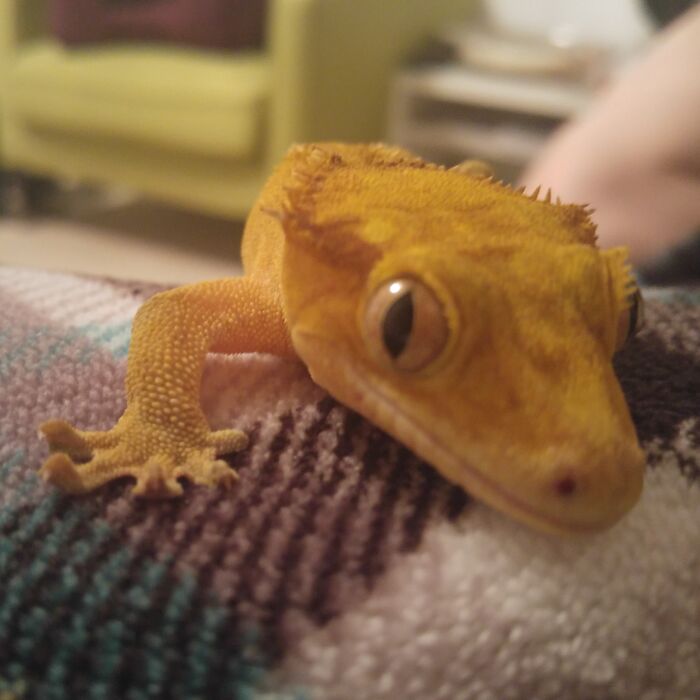 How I Came To Know Crested Geckos, And How Paul Changed My Life
