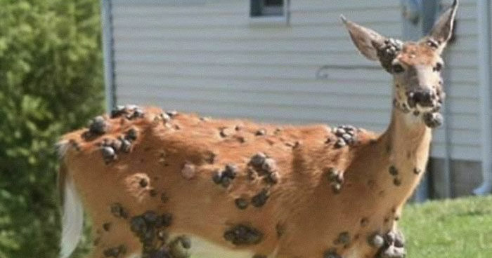 “Mutant Deer” Spotted With Eerie Flesh Bubbles Increases Fear Of An Animal Outbreak In The US