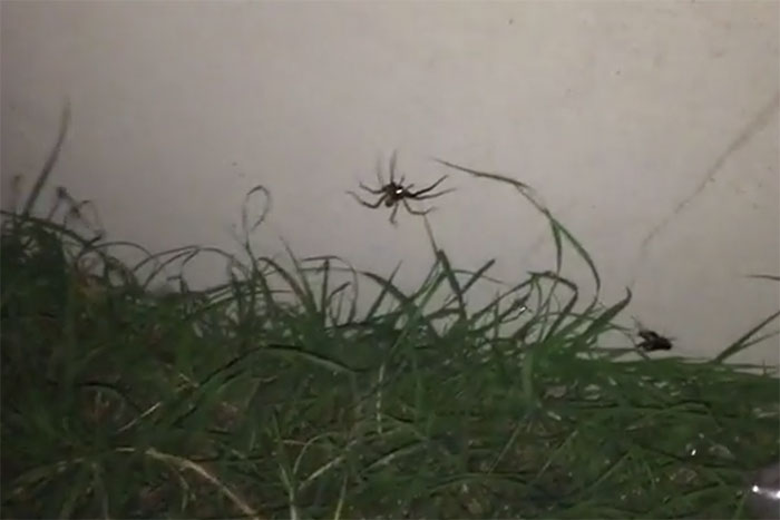 Spider hanging from web above grass outdoors, capturing a creepy moment seen in unsettling outdoor encounters.
