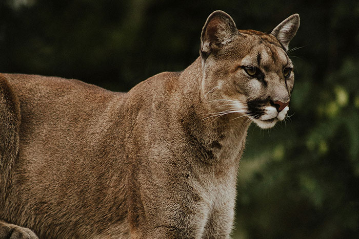 Mountain lion standing alert outdoors in a natural setting, illustrating creepy encounters people have seen outdoors.