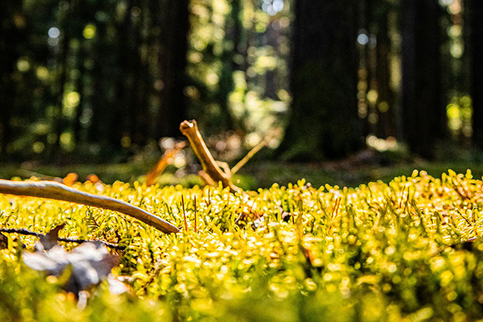 Close-up of moss and twigs on the forest floor with blurred trees in the background outdoors, evoking creepy natural scenes.