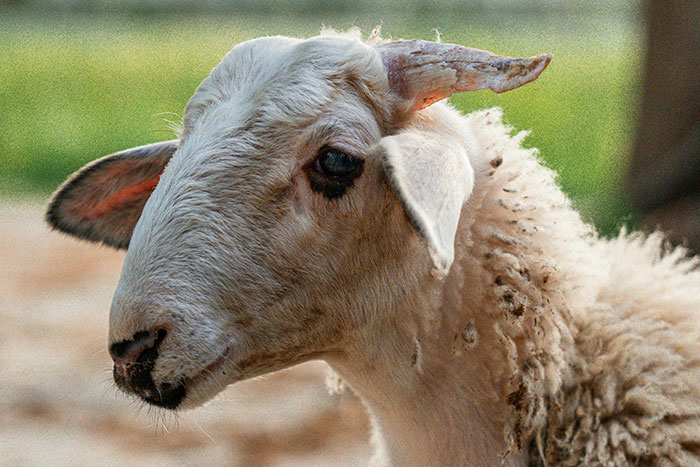 Close-up of a sheep with one horn outdoors, illustrating creepy things seen outdoors in a natural setting.