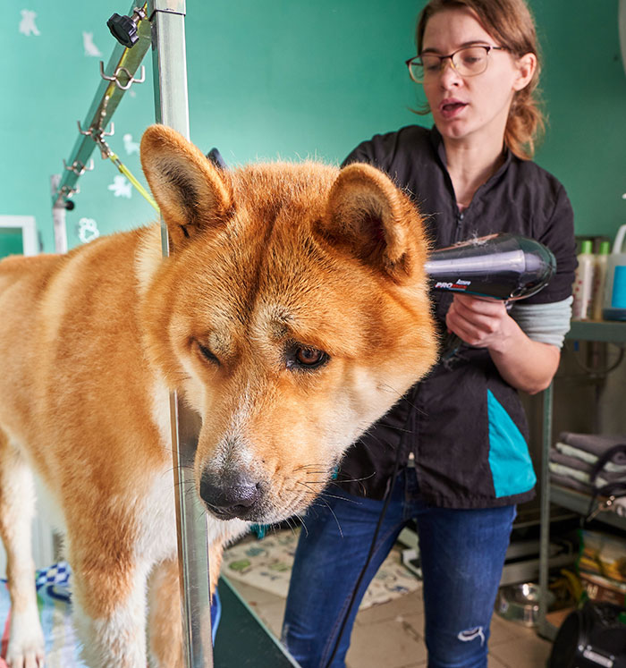 Worker grooming a large dog, revealing the creepiest parts of their jobs related to unusual career experiences.