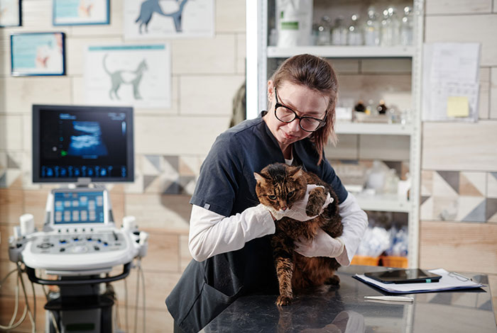 Veterinarian wearing gloves and glasses holding a cat during an examination, revealing creepy parts of their jobs.