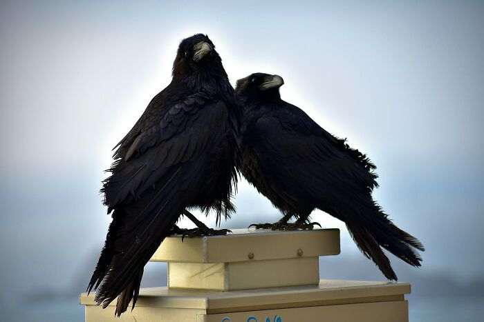 Two black ravens perched closely together, illustrating odd and funny names for groups of animals.