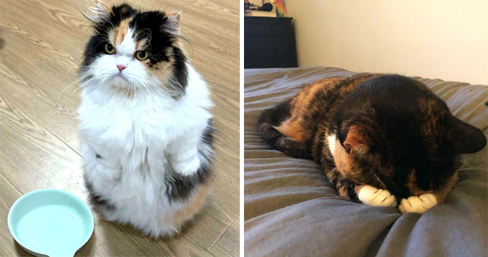 This Online Group Is Dedicated To Cats Being Cats And Here Are 50 Of Their Best Posts