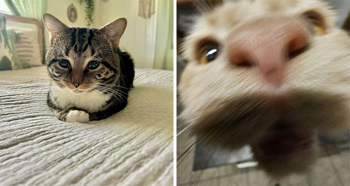 These 35 Pets Went From Shelter To Snuggles And It Shows (July Edition)