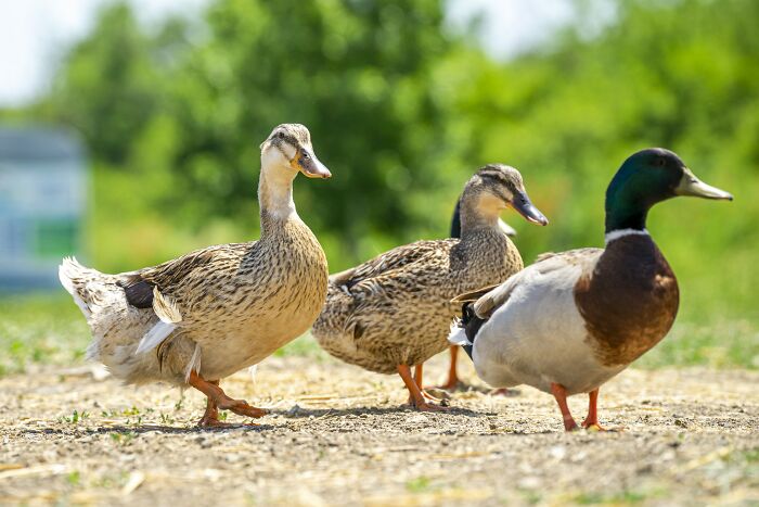 Three ducks walking on a dirt path illustrating odd and funny names for groups of animals that sound like a joke.
