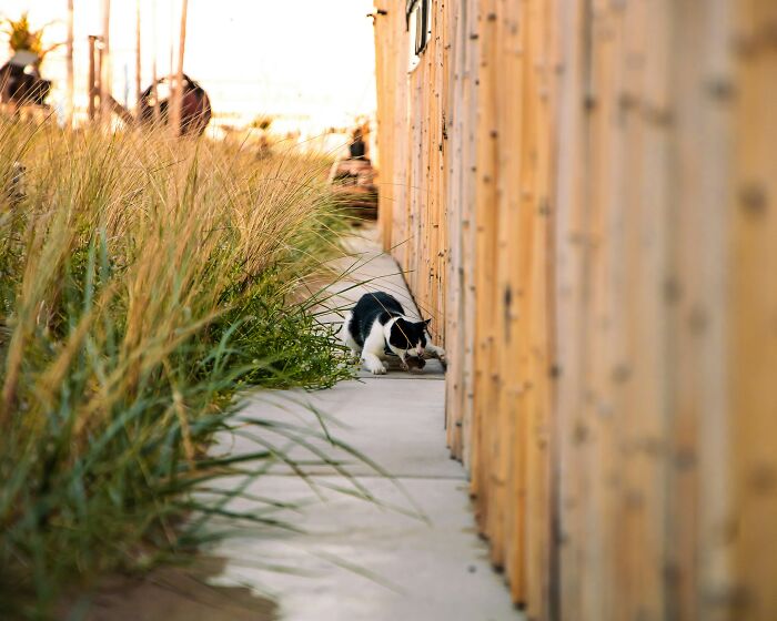Black and white cat walking along a narrow path between wooden fences near tall grass outside a stranger's home.