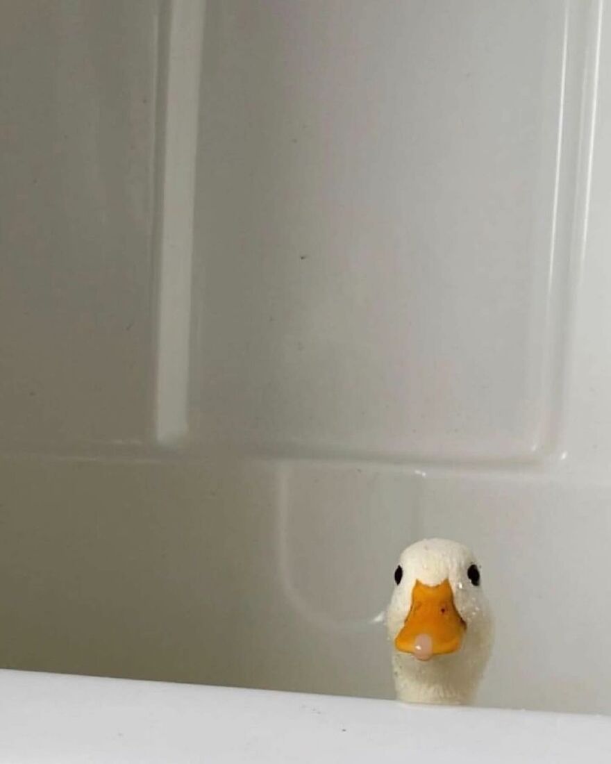 Adorable duck peeking over a bathtub edge, showcasing one of the beautiful animals that might brighten up your day.