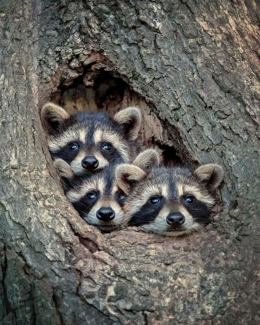Three adorable raccoon babies peeking out from a tree hollow, showcasing beautiful animals that might brighten up your day.