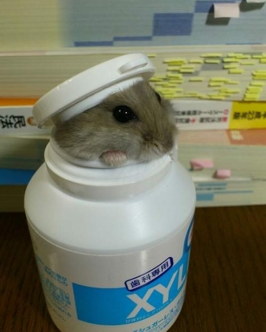 Hamster peeking out of a white container cap, showcasing adorable and beautiful animals that might brighten up your day.