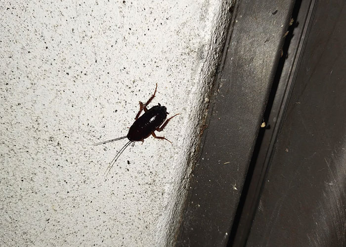 Close-up of a cockroach on a wall, illustrating disgusting things people discovered about their friends that changed trust.