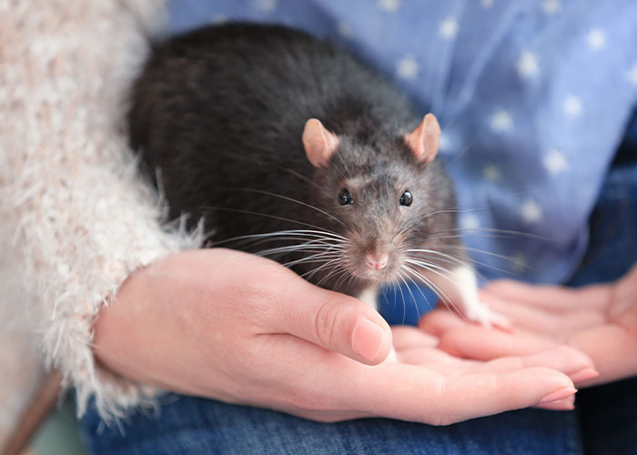 Person holding a black rat in hands, symbolizing disgusting things discovered about friends in relationships.