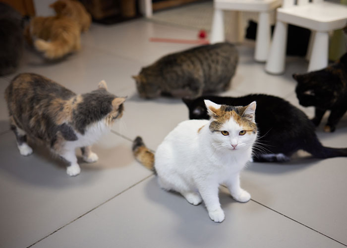 Several cats gathered on a tiled floor, illustrating disgusting things people discovered about their friends.