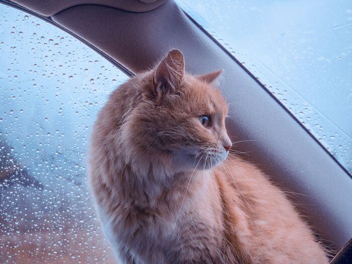Orange cat looking out a rainy car window, capturing a moment of curiosity and quiet reflection for SEO keyword people who found disgusting facts.
