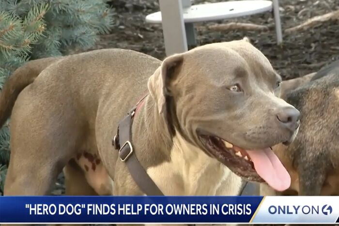 Hero dog barking at a stranger, leading him to two people in need of help during an emergency situation outdoors. - 1