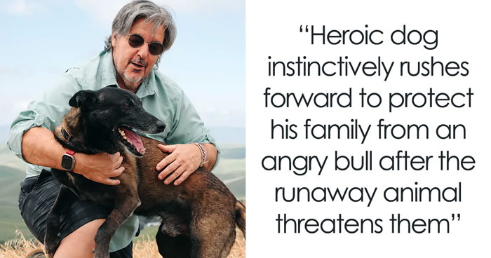 Hero Dog Jumps In Front Of Angry Bull During Family Walk, Loses A Tooth But Saves His People