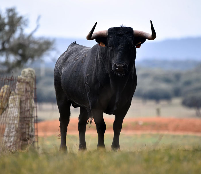 Raging bull standing in a field with blurred trees and fence in the background, showing a powerful presence.